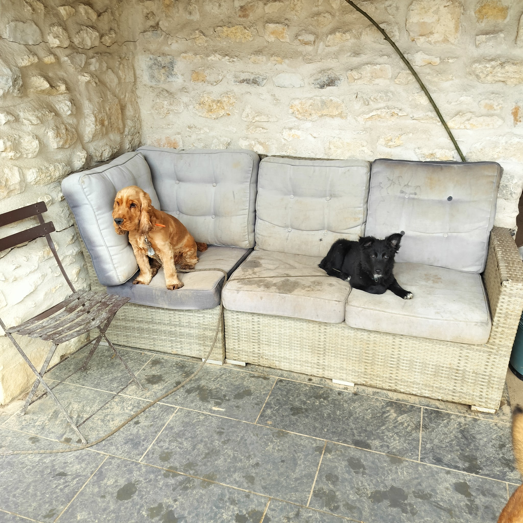 L'Ecole de Médor et Youki - Pension pour chien et Formation éducateur canin — photo