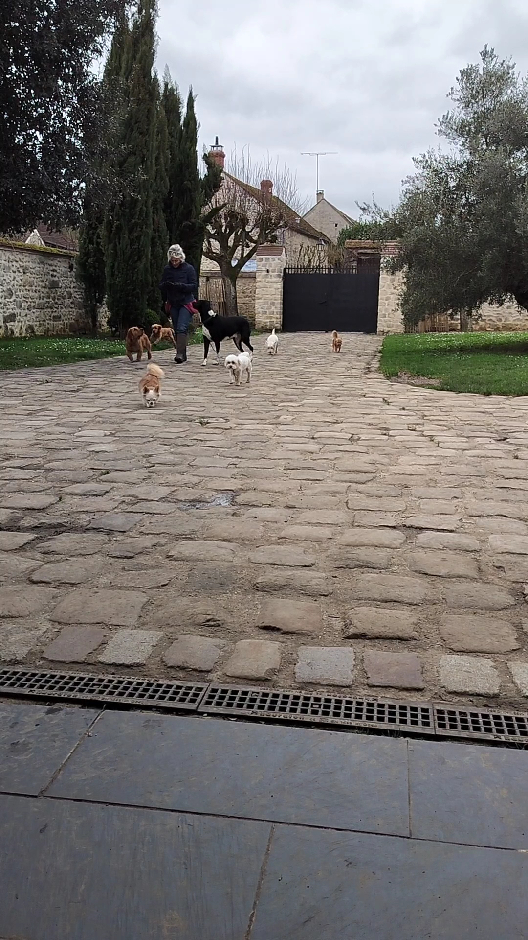 L'Ecole de Médor et Youki - Pension pour chien et Formation éducateur canin — photo