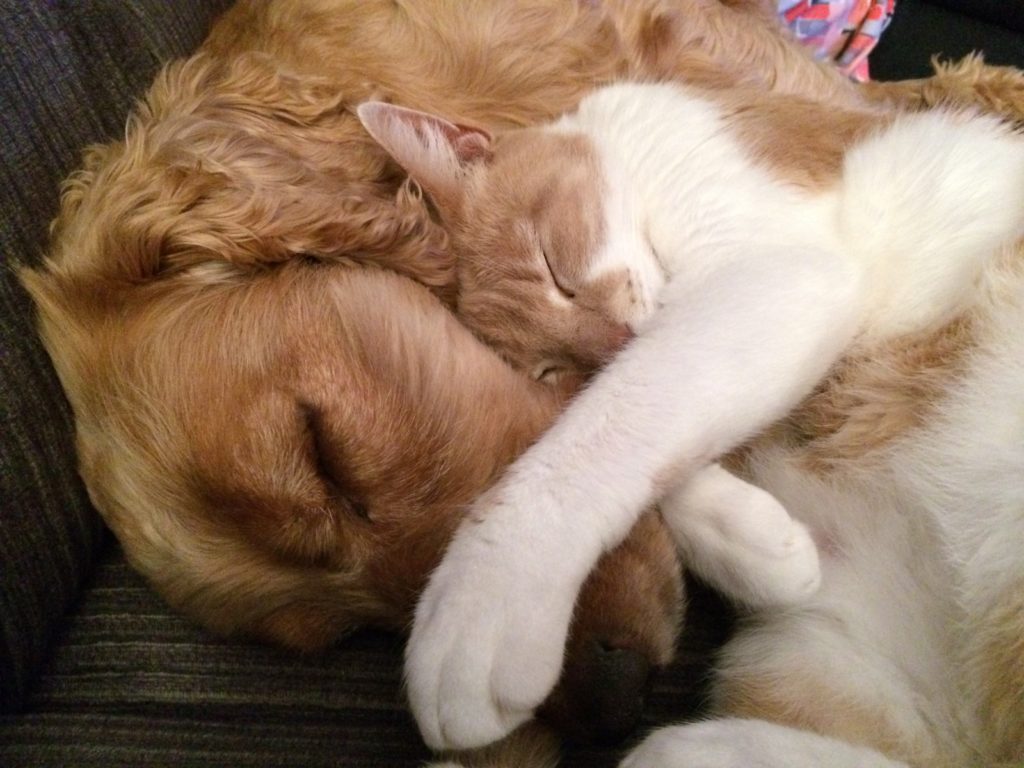 Fée pour félin et canin