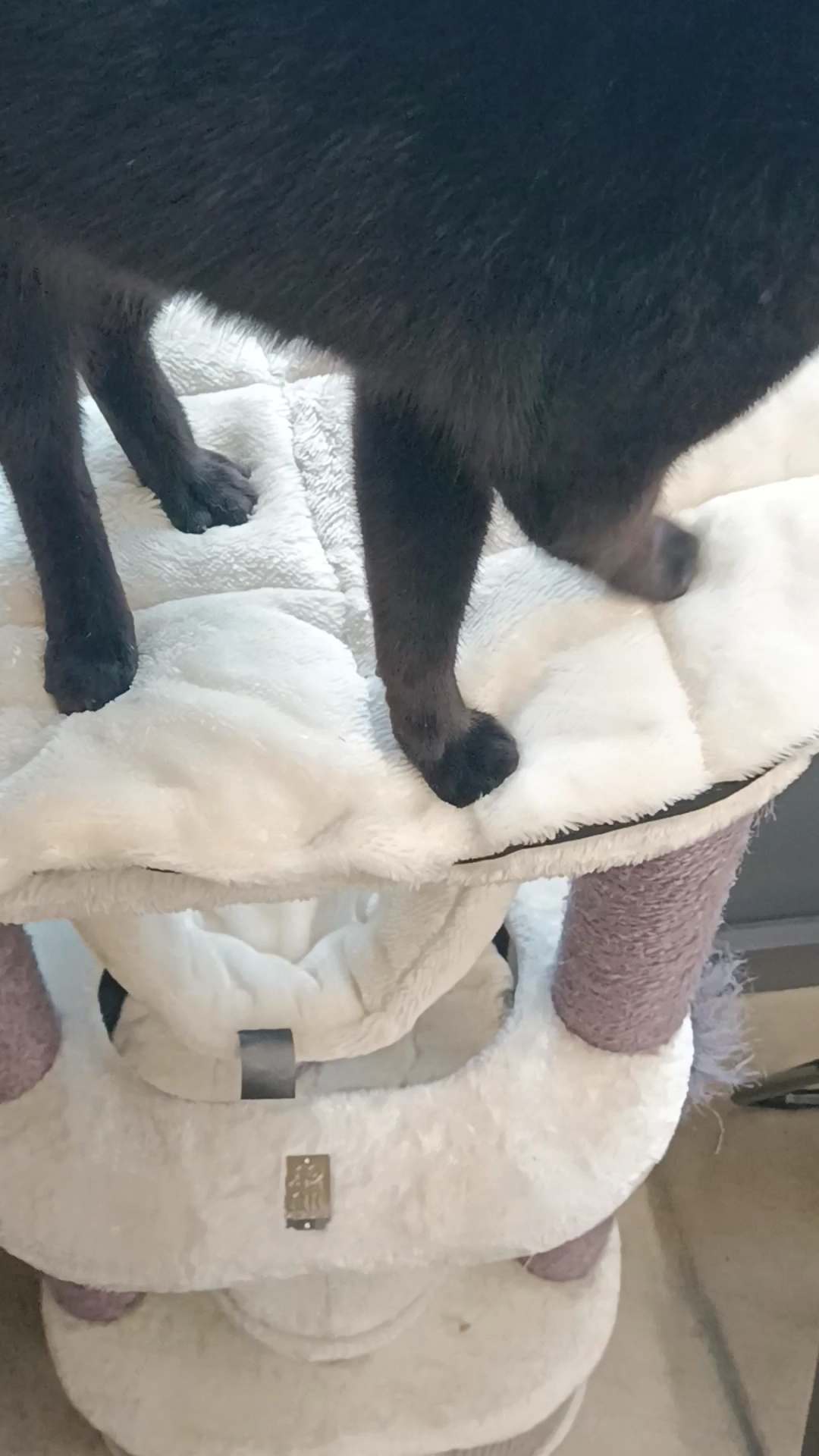 Fée pour félin et canin — photo