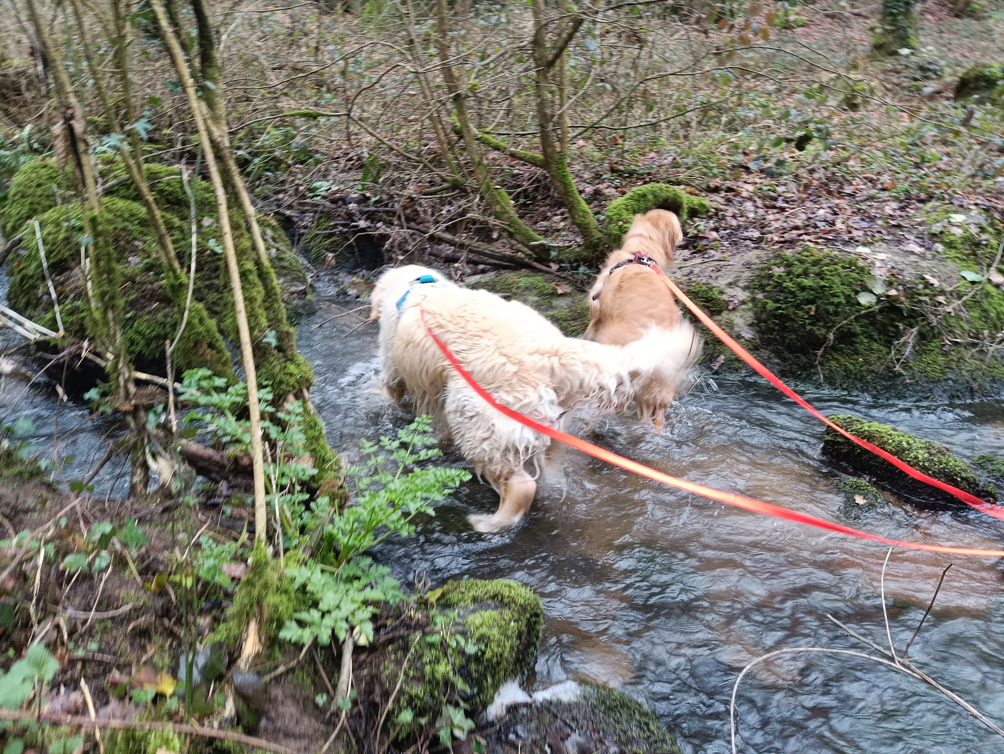 Fée pour félin et canin — photo