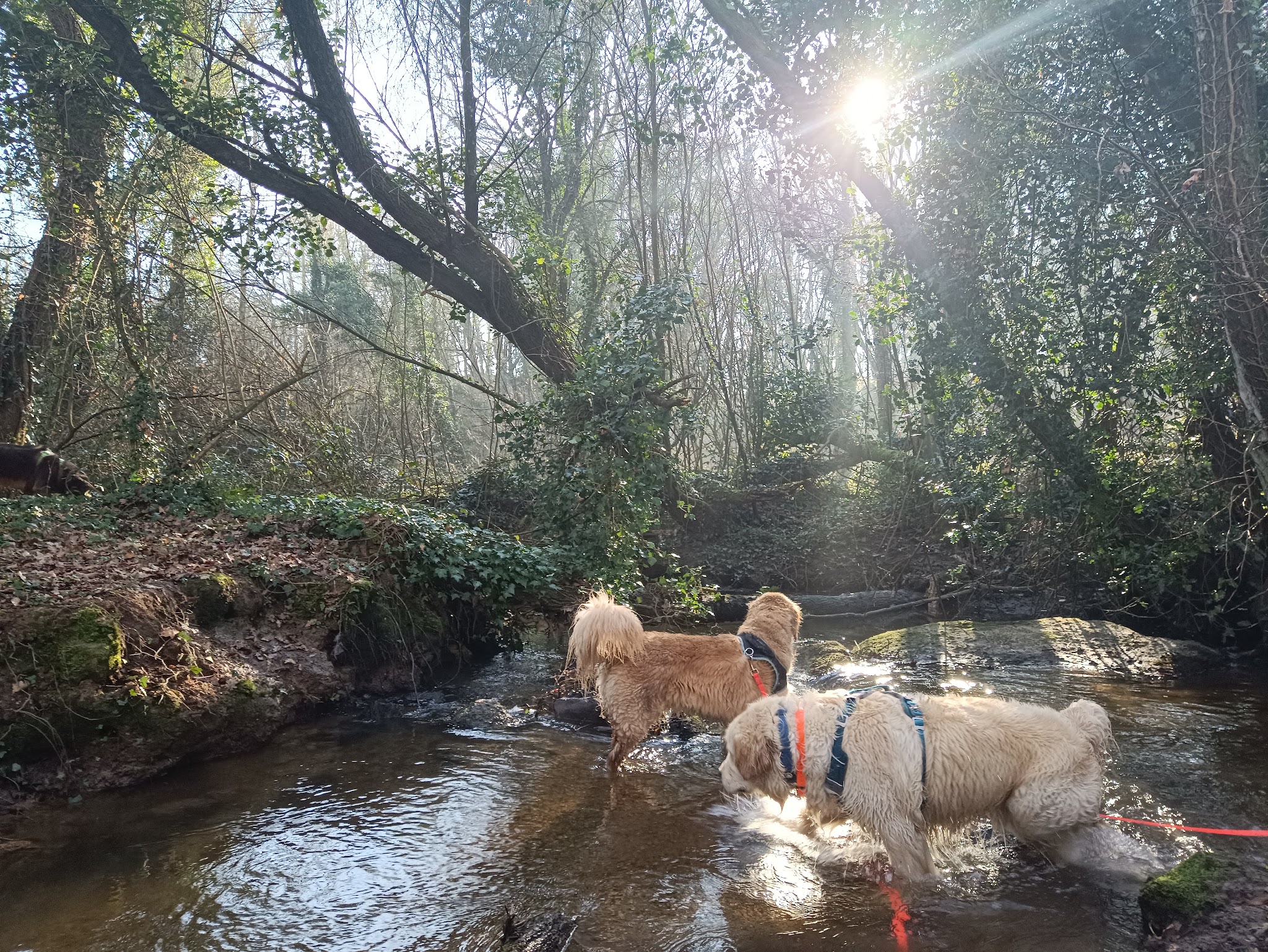 Fée pour félin et canin — photo