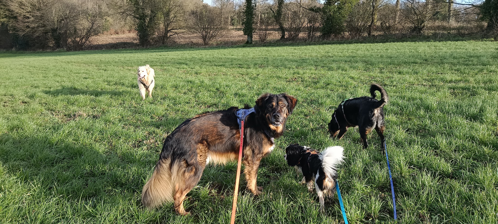 Fée pour félin et canin — photo