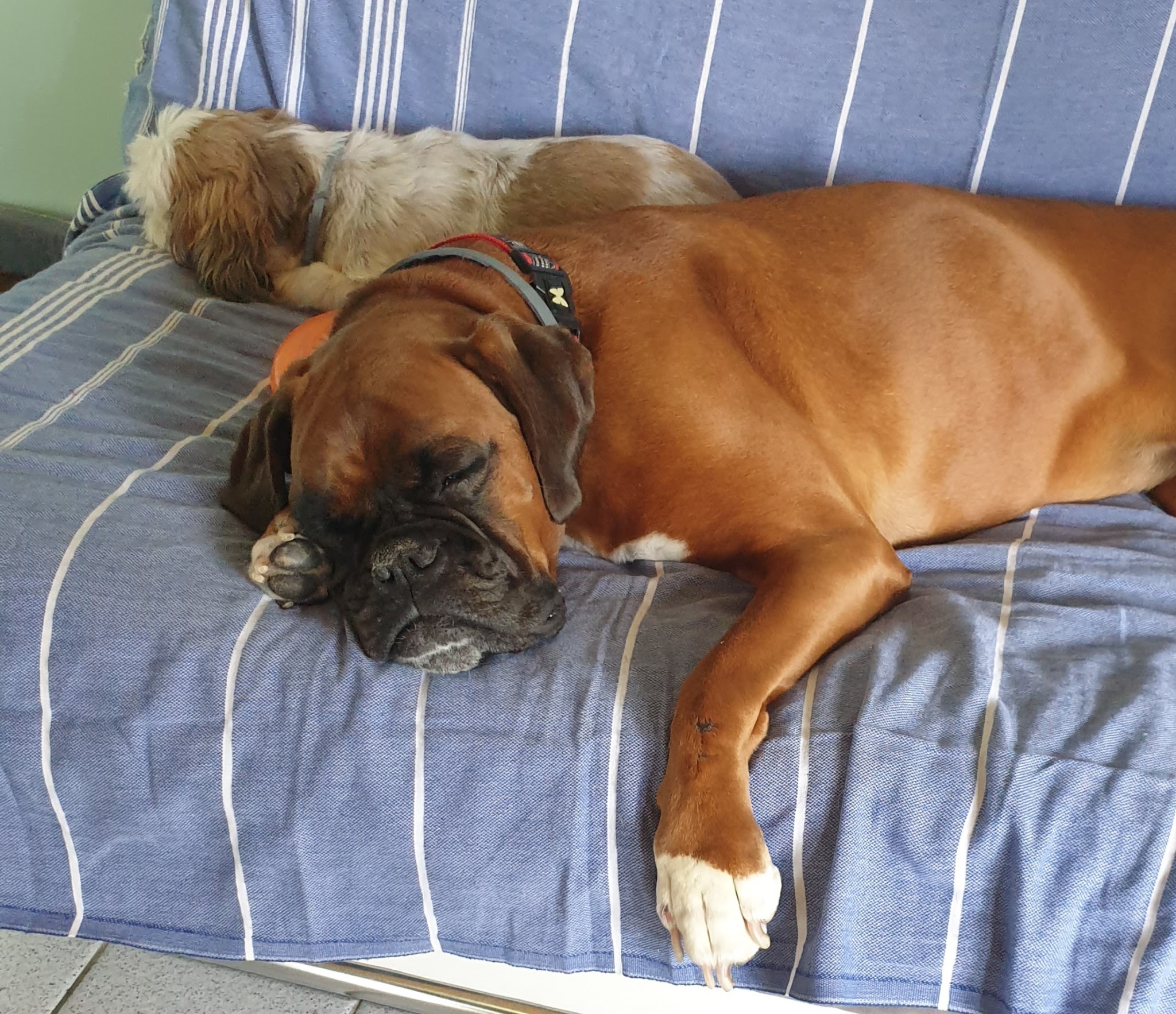Des chiens, des chats et des hommes — photo