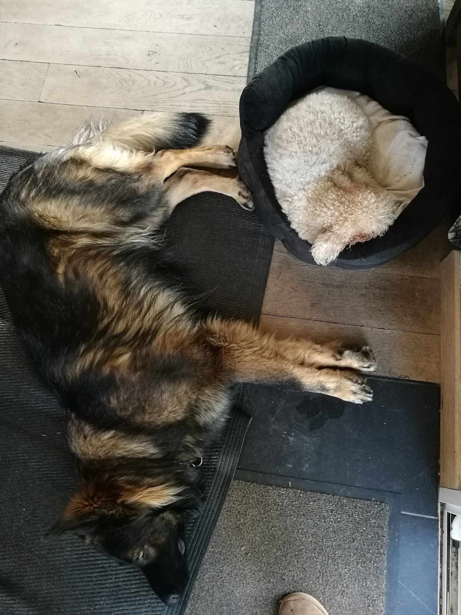 Des chiens, des chats et des hommes — photo