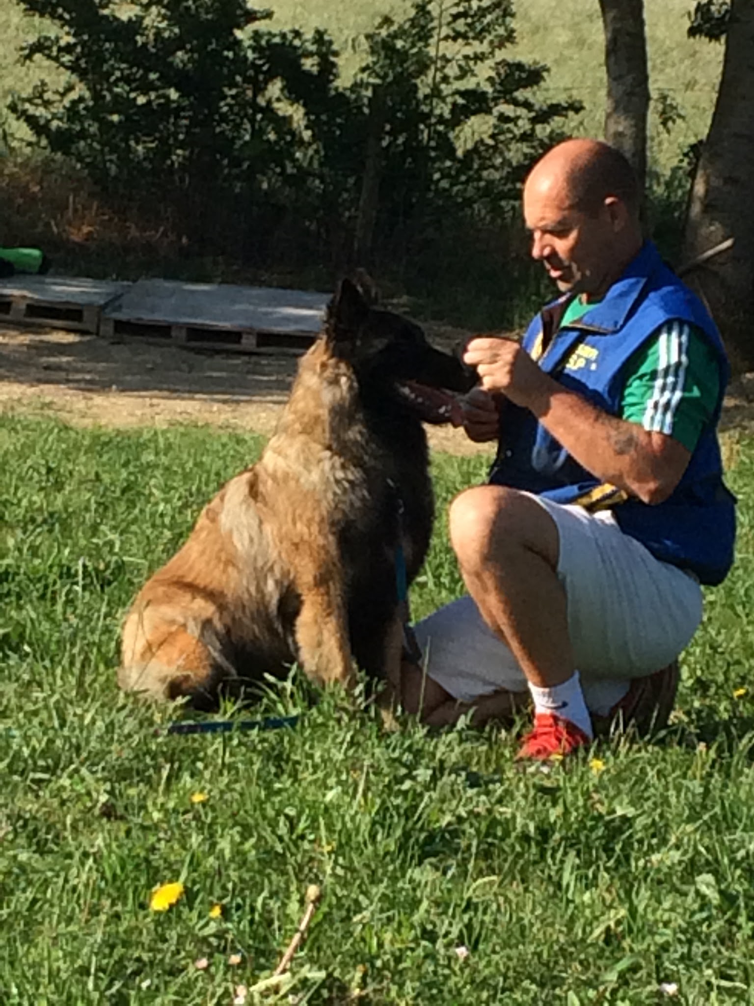 Pension, toilettage, élevage et éducation canin De la foret noir et feu — photo