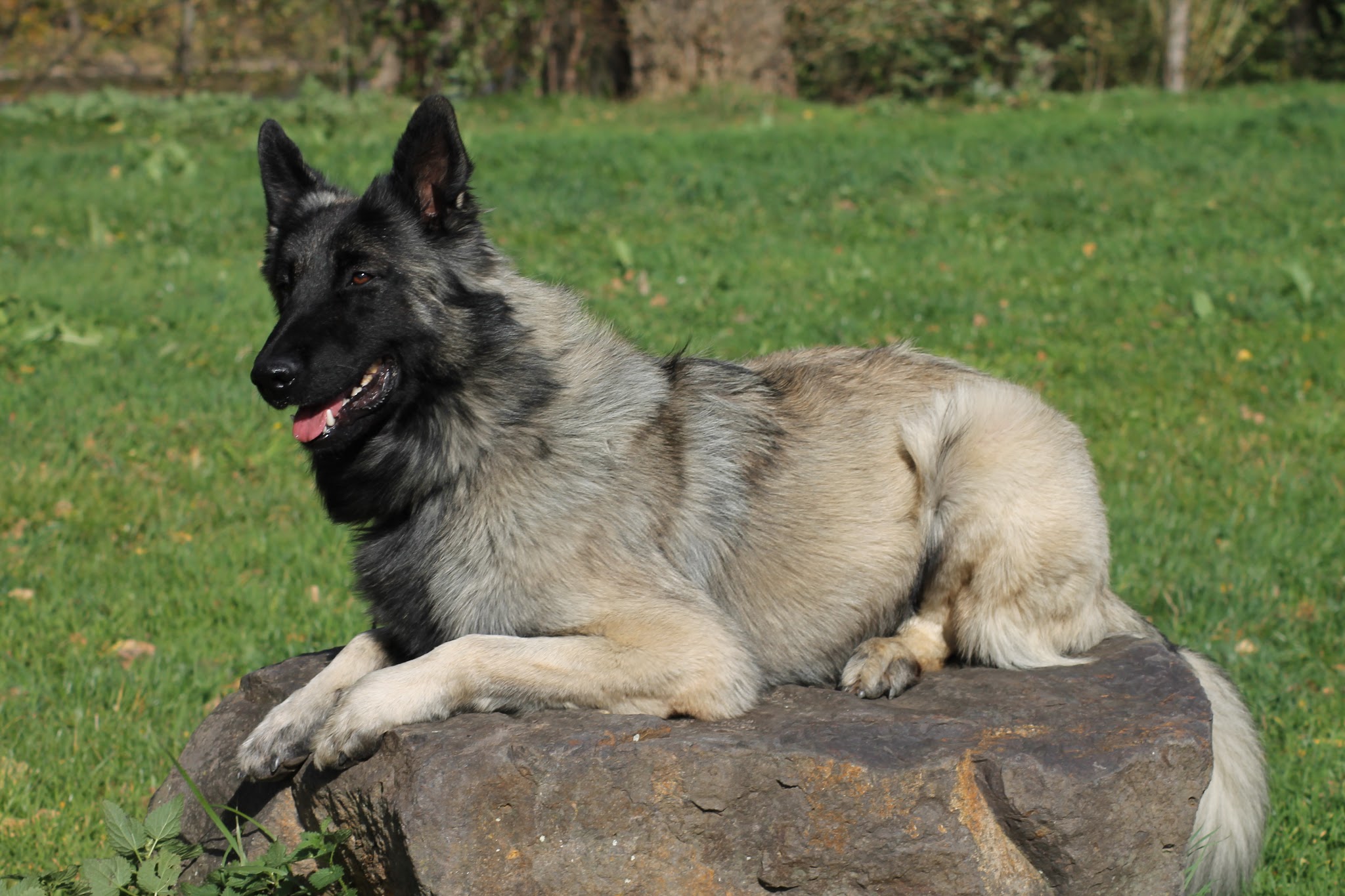 Pension, toilettage, élevage et éducation canin De la foret noir et feu — photo