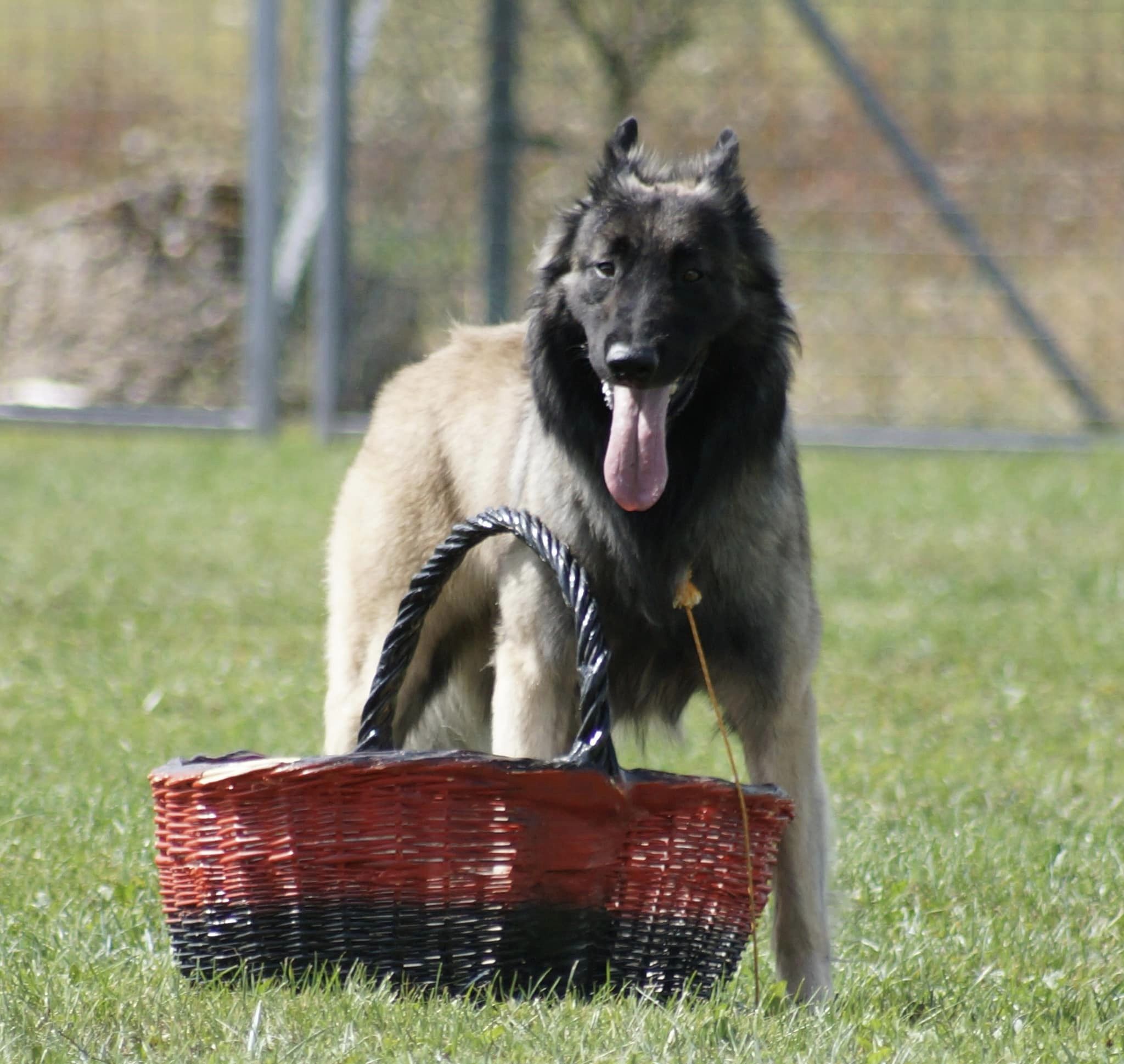 Pension, toilettage, élevage et éducation canin De la foret noir et feu — photo