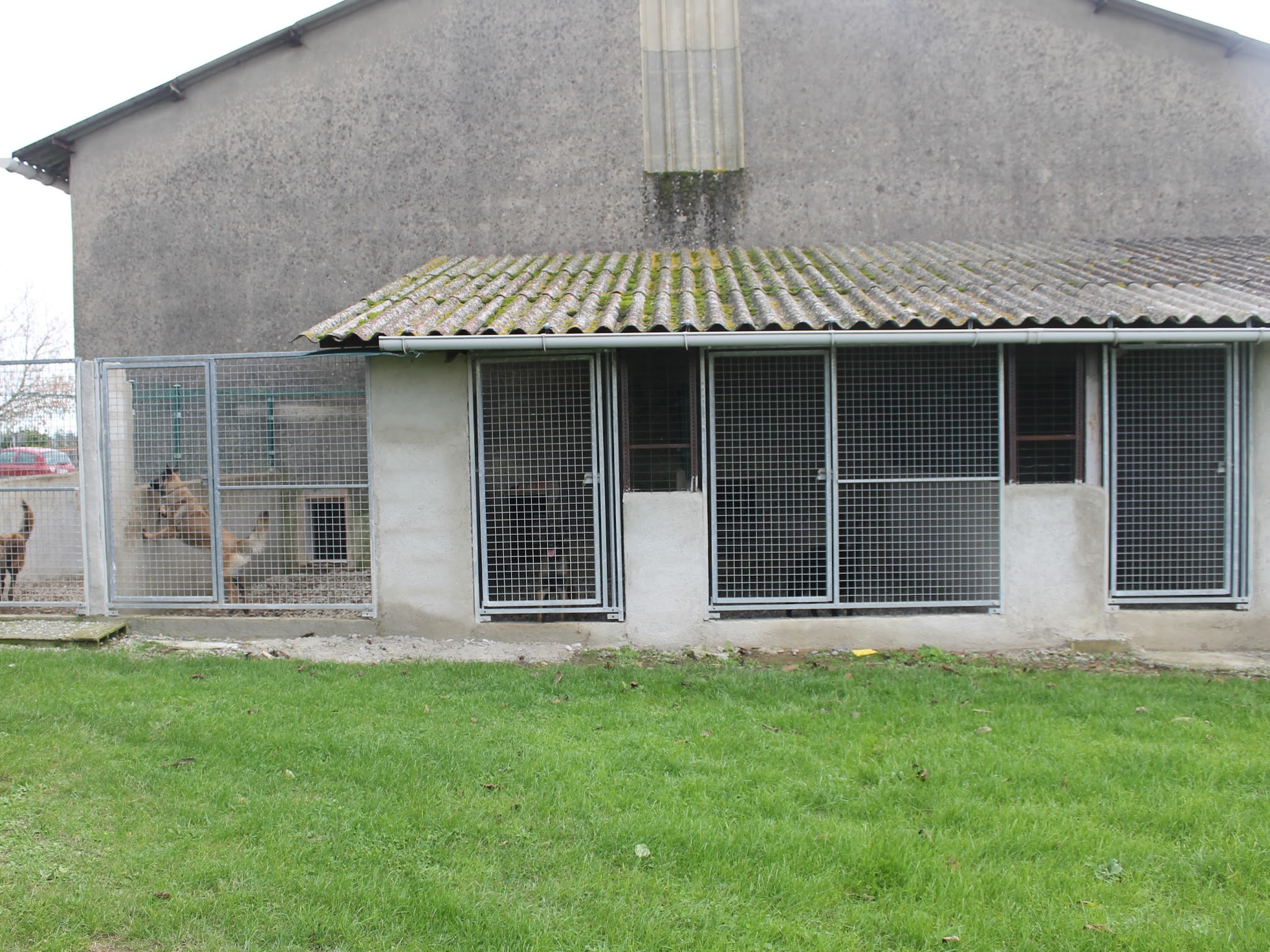 Pension, toilettage, élevage et éducation canin De la foret noir et feu — photo