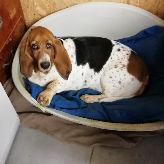 la chataigneraie de bel air — photo