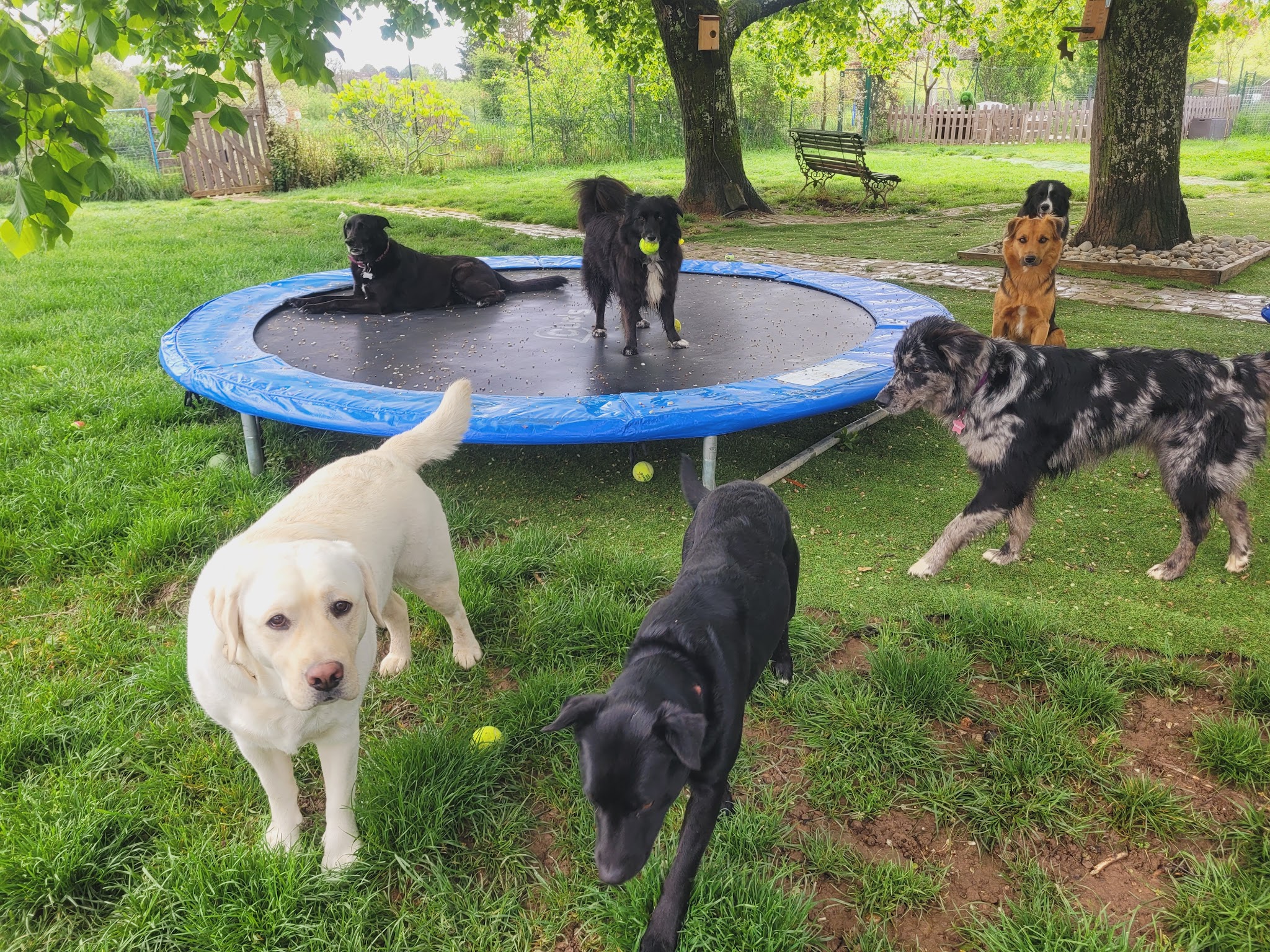 La COLO des 4 Pattes — photo