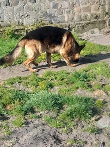Pension Diablotin Dog