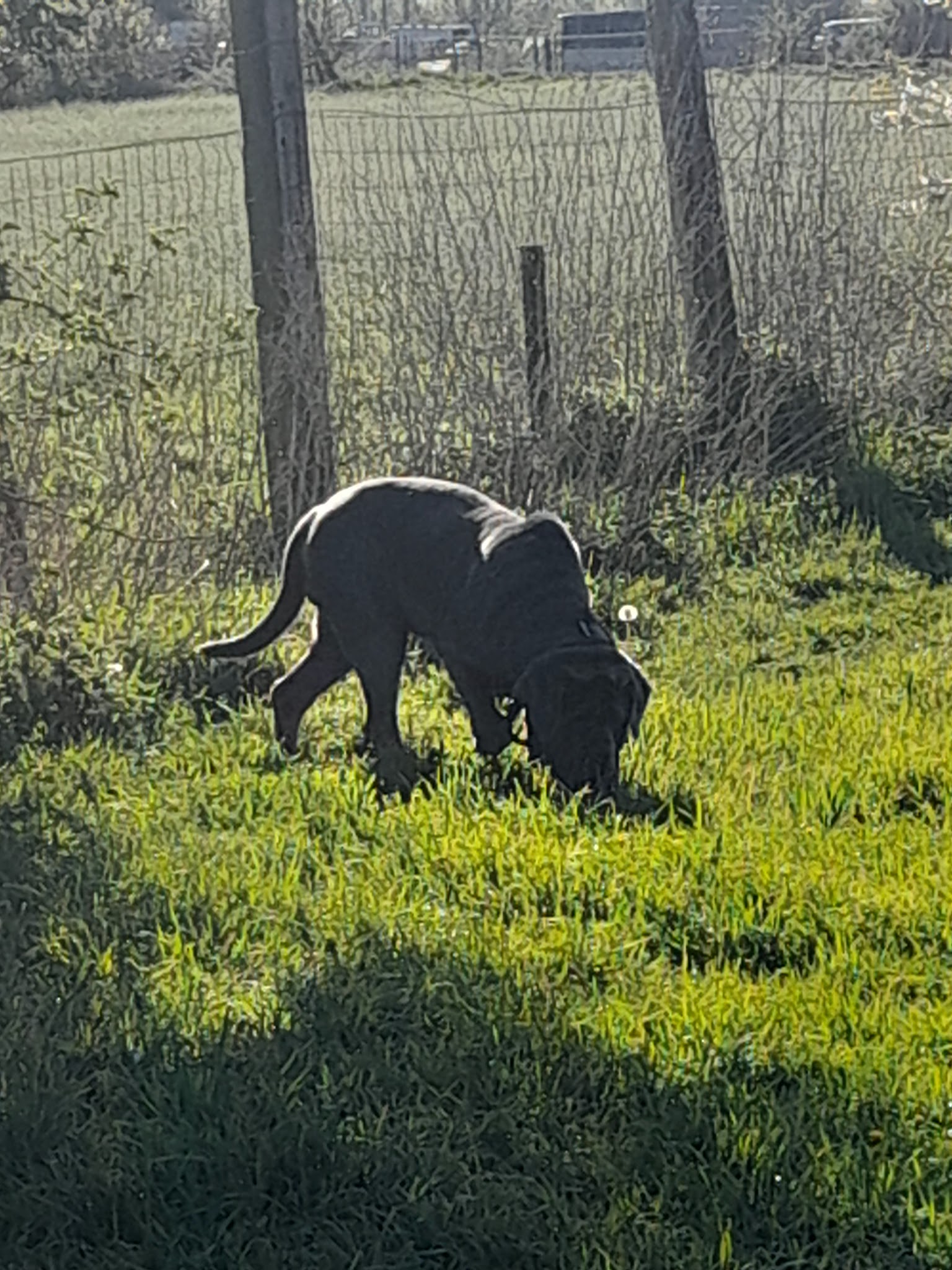 Pension Diablotin Dog — photo