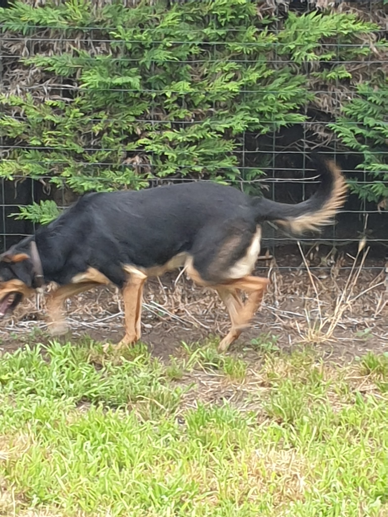 Pension Diablotin Dog — photo