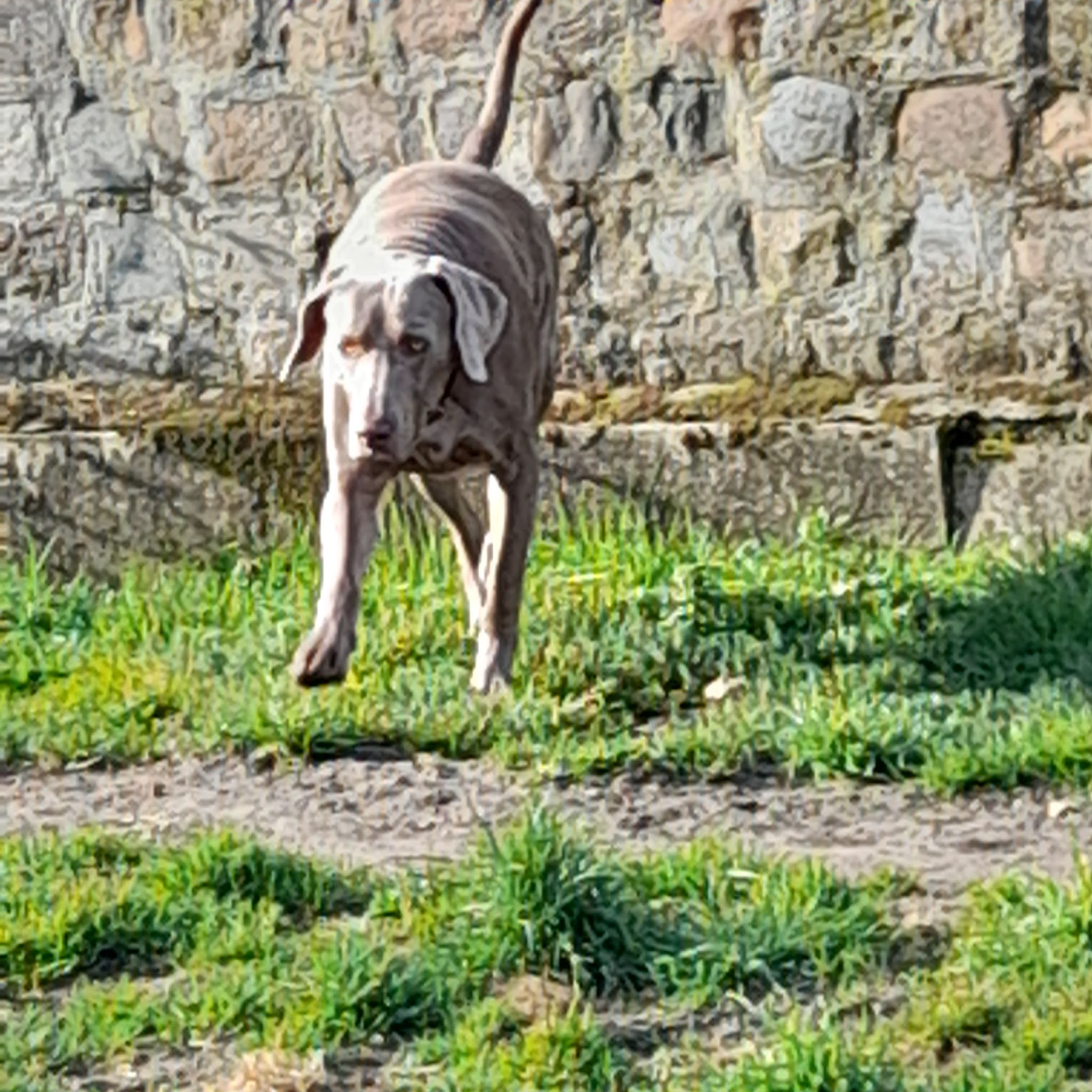 Pension Diablotin Dog — photo