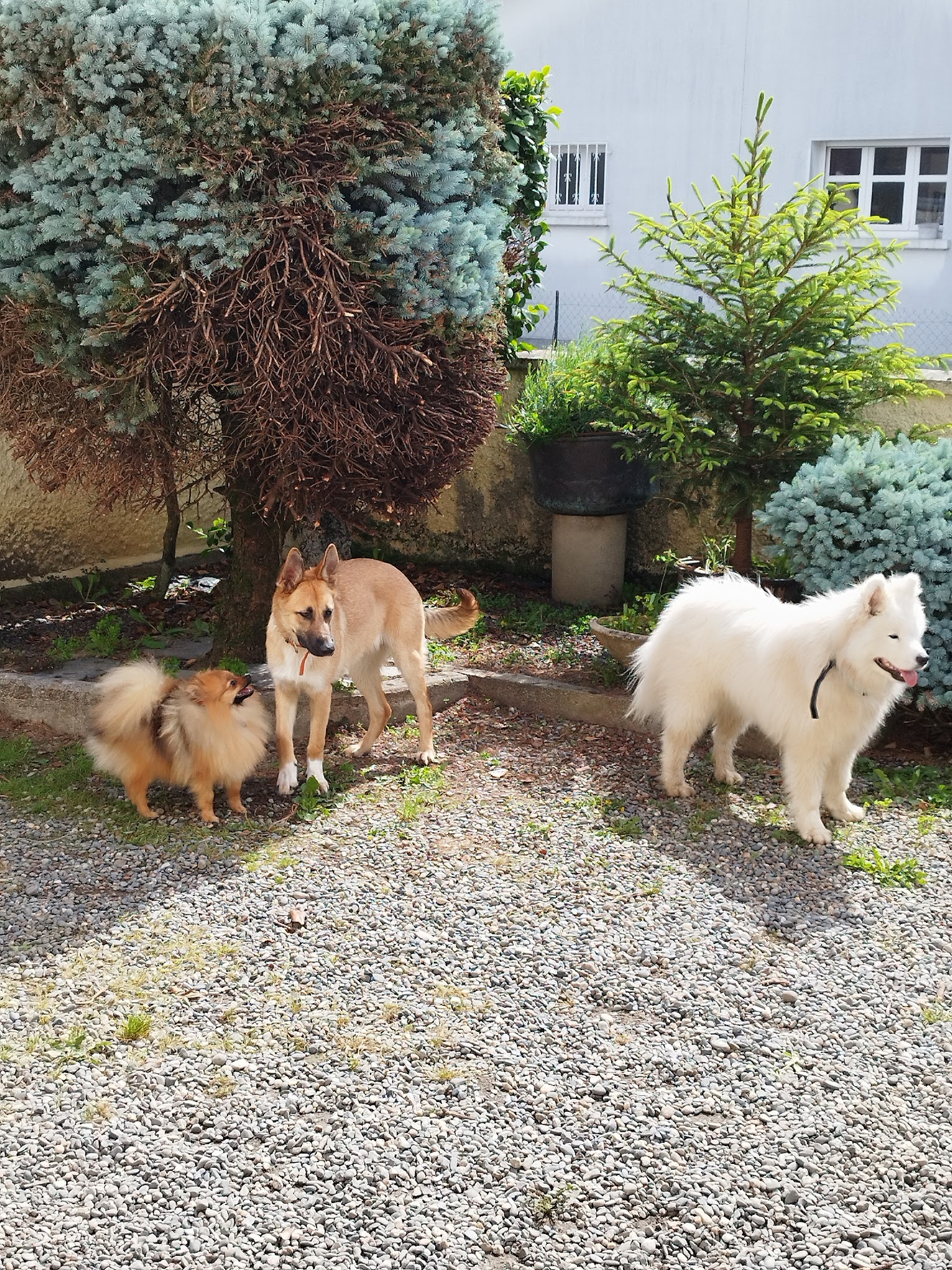 Maison4Pattes | Pension Canine familiale | 🌳 Jardin clôturé — photo