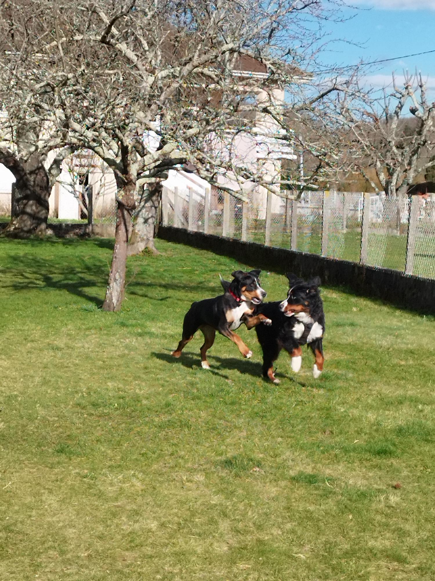 Maison4Pattes | Pension Canine familiale | 🌳 Jardin clôturé — photo