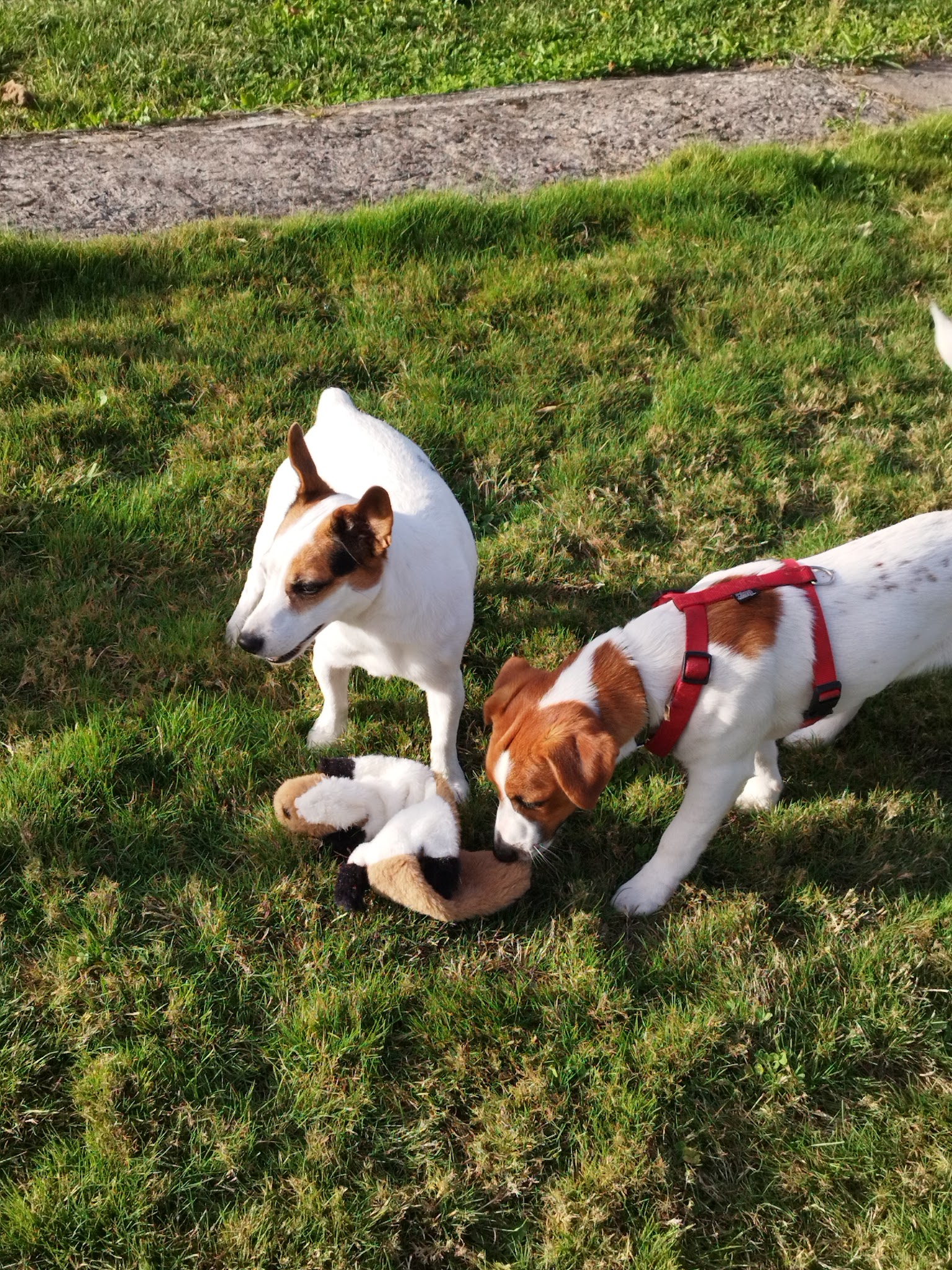 Maison4Pattes | Pension Canine familiale | 🌳 Jardin clôturé — photo