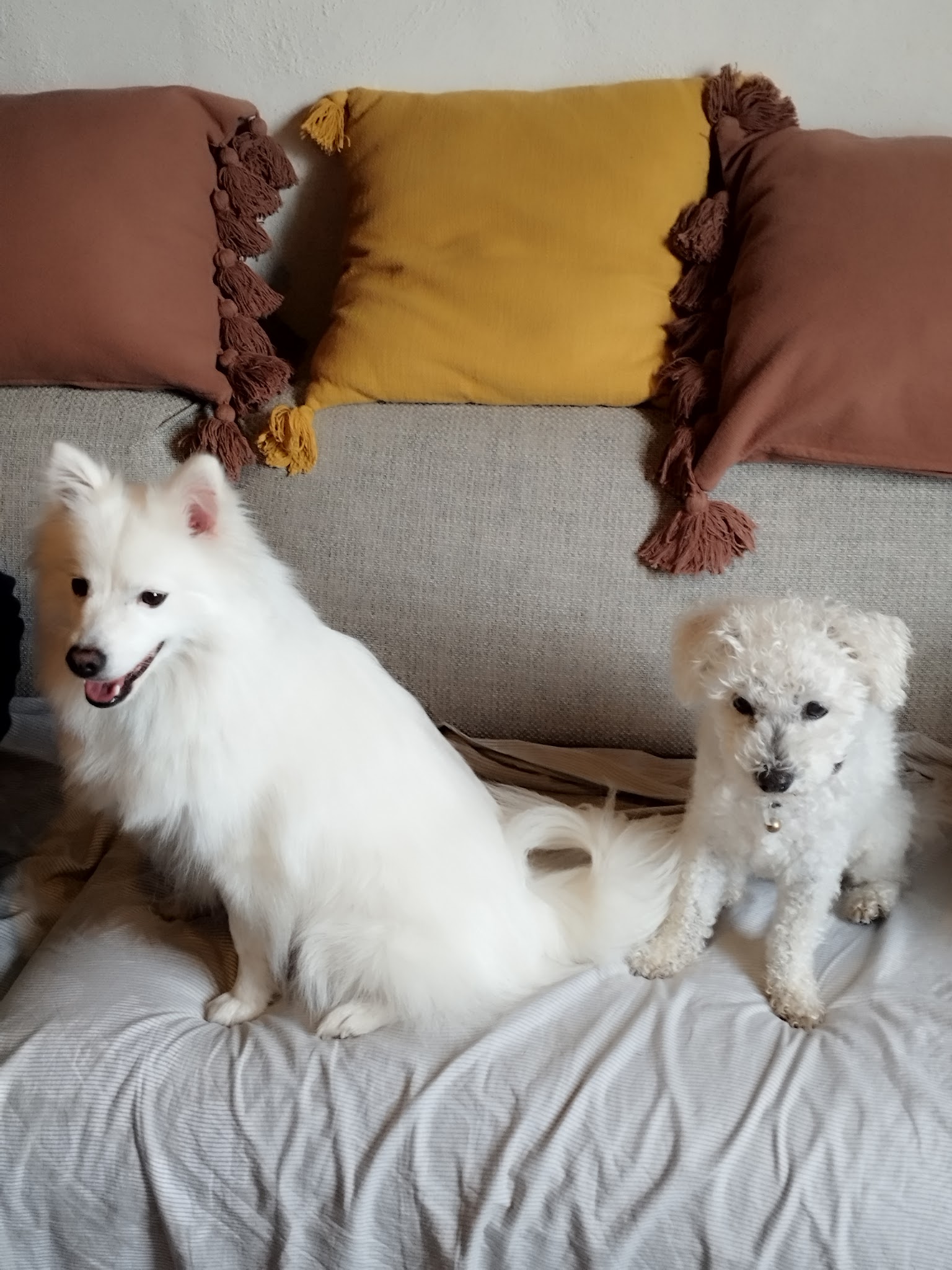 Maison4Pattes | Pension Canine familiale | 🌳 Jardin clôturé — photo