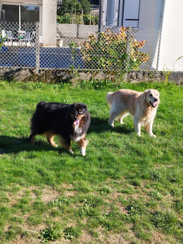 Maison4Pattes | Pension Canine familiale | 🌳 Jardin clôturé