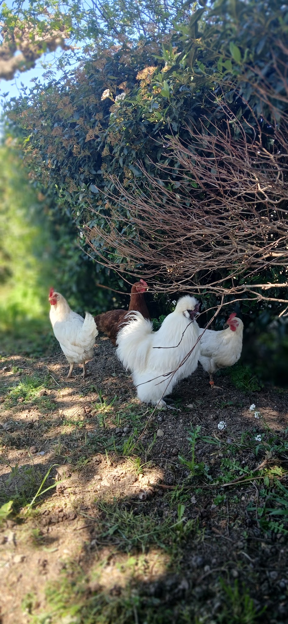 La bande à Youry — photo