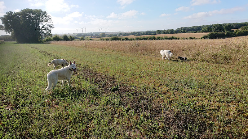 pension canine familiale saint jean d'angely