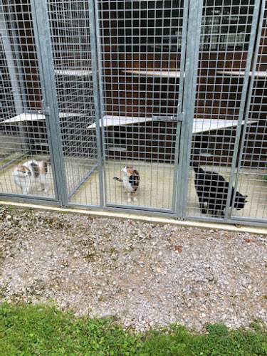 Pension canine et féline "au bois du Châtel"
