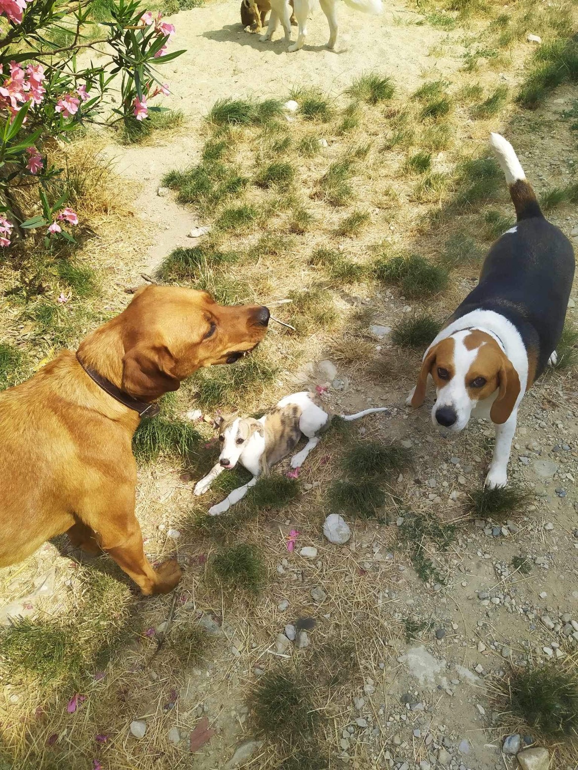 Entre Bonnes Pattes - Garde d'animaux — photo