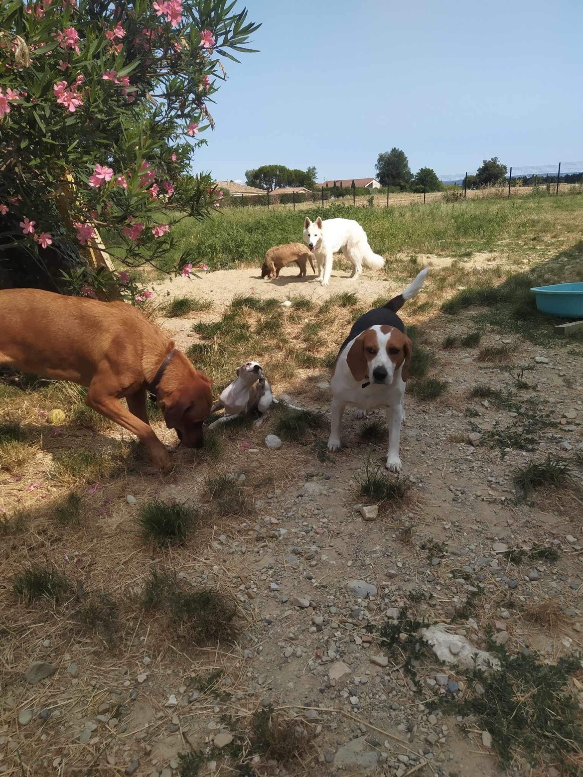Entre Bonnes Pattes - Garde d'animaux — photo