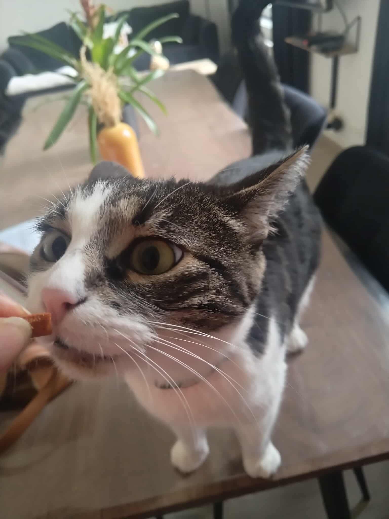 Petites pattes en folie - pet-sitter — photo
