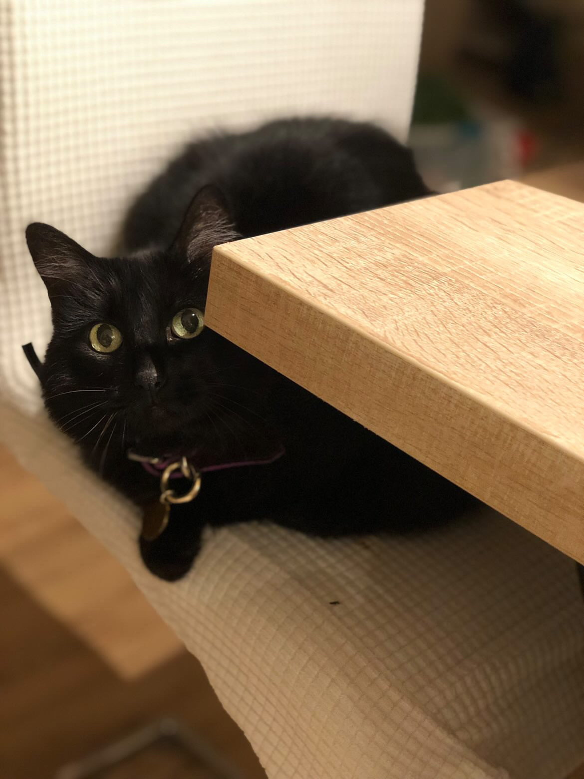 Petites pattes en folie - pet-sitter — photo