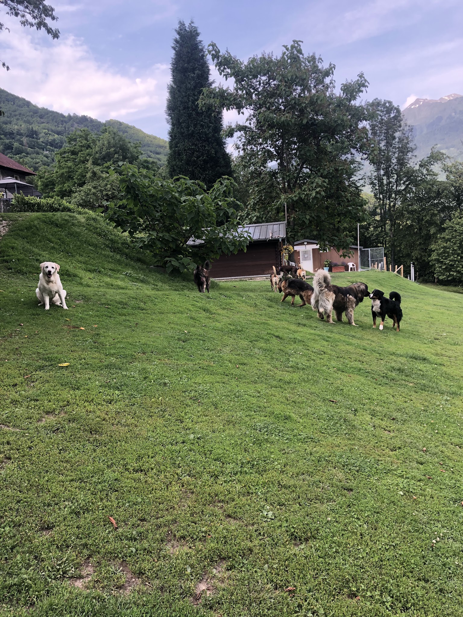 Pension Éducation Élevage Canine Savoie du domaine des crocs de Nessy — photo
