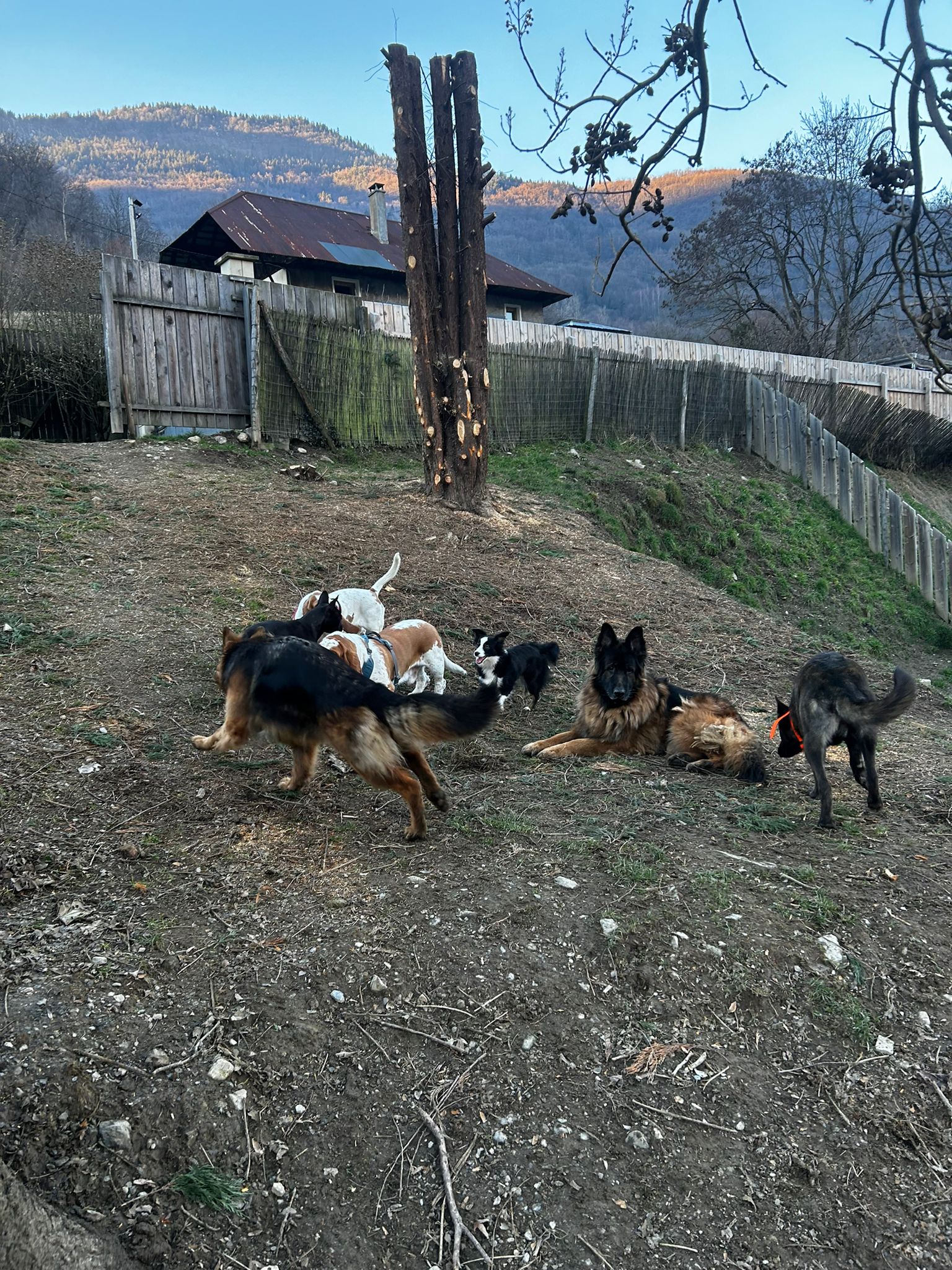 Pension Éducation Élevage Canine Savoie du domaine des crocs de Nessy — photo