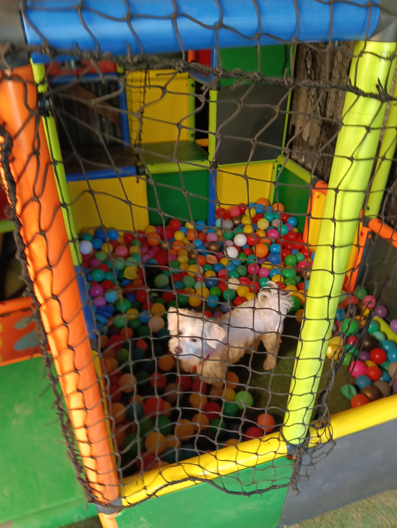 Rocky's Academy - Centre de loisirs canin, éducation et comportement du chien et services animaliers — photo