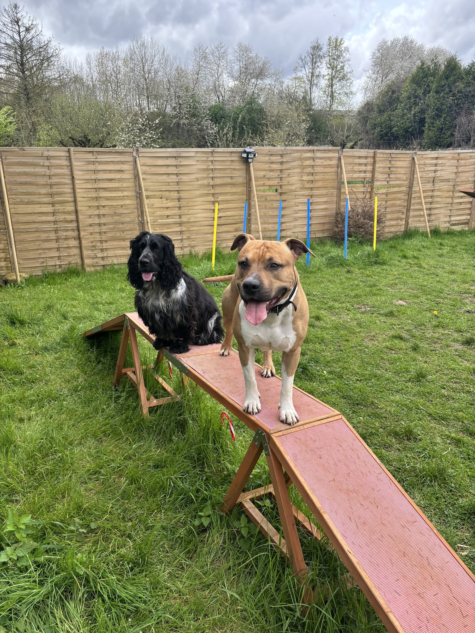 Rocky's Academy - Centre de loisirs canin, éducation et comportement du chien et services animaliers — photo