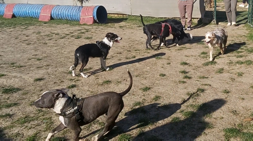 Rocky's Academy - Centre de loisirs canin, éducation et comportement du chien et services animaliers — photo