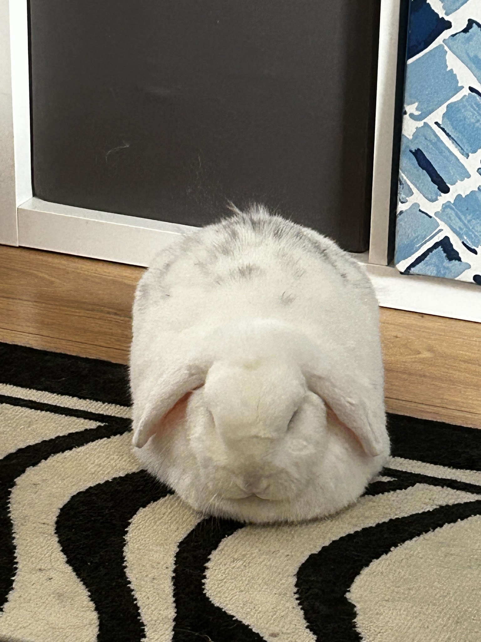 Sweety Pets — photo