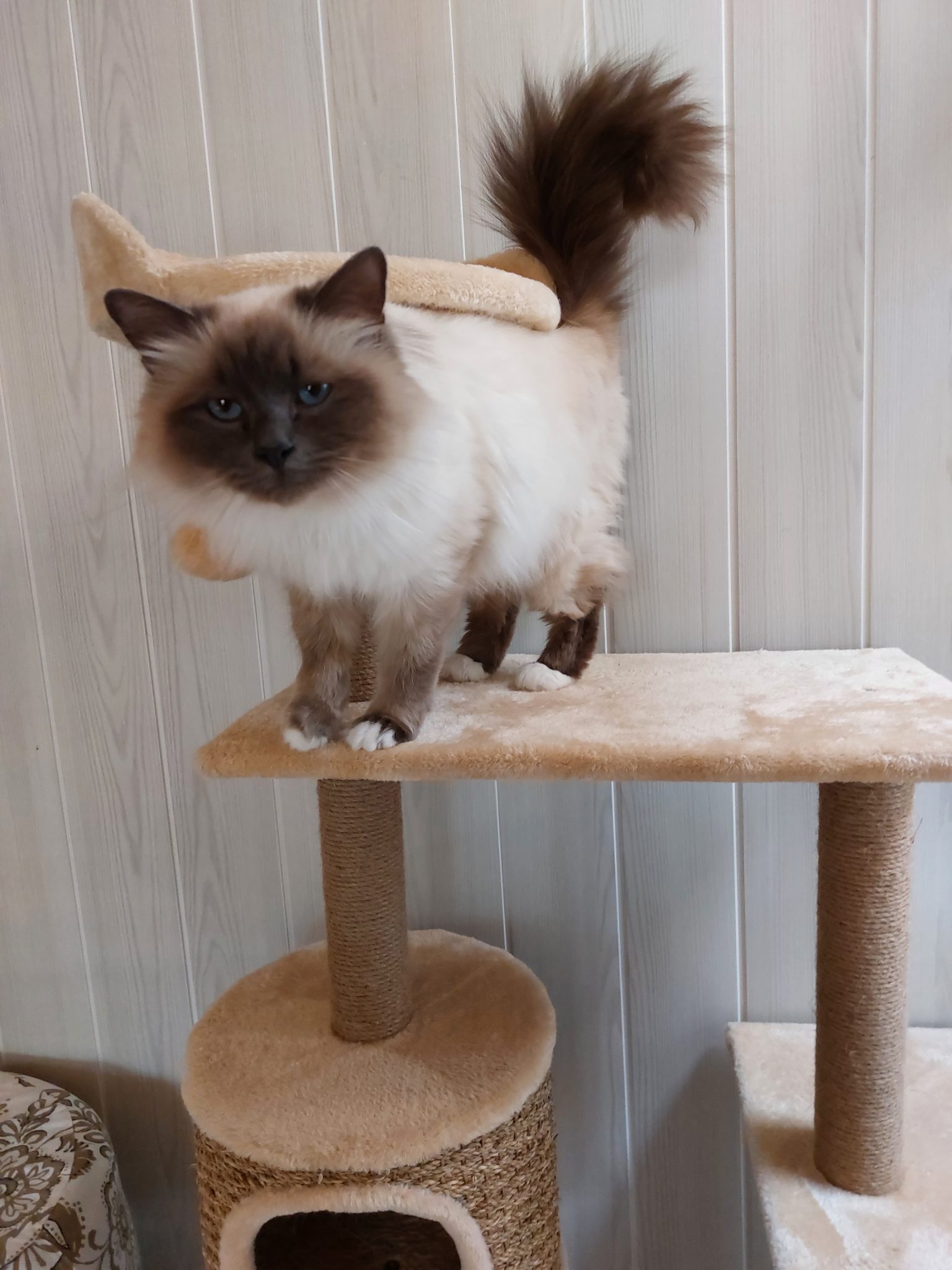 LA COLO DES 4 PATTES — photo
