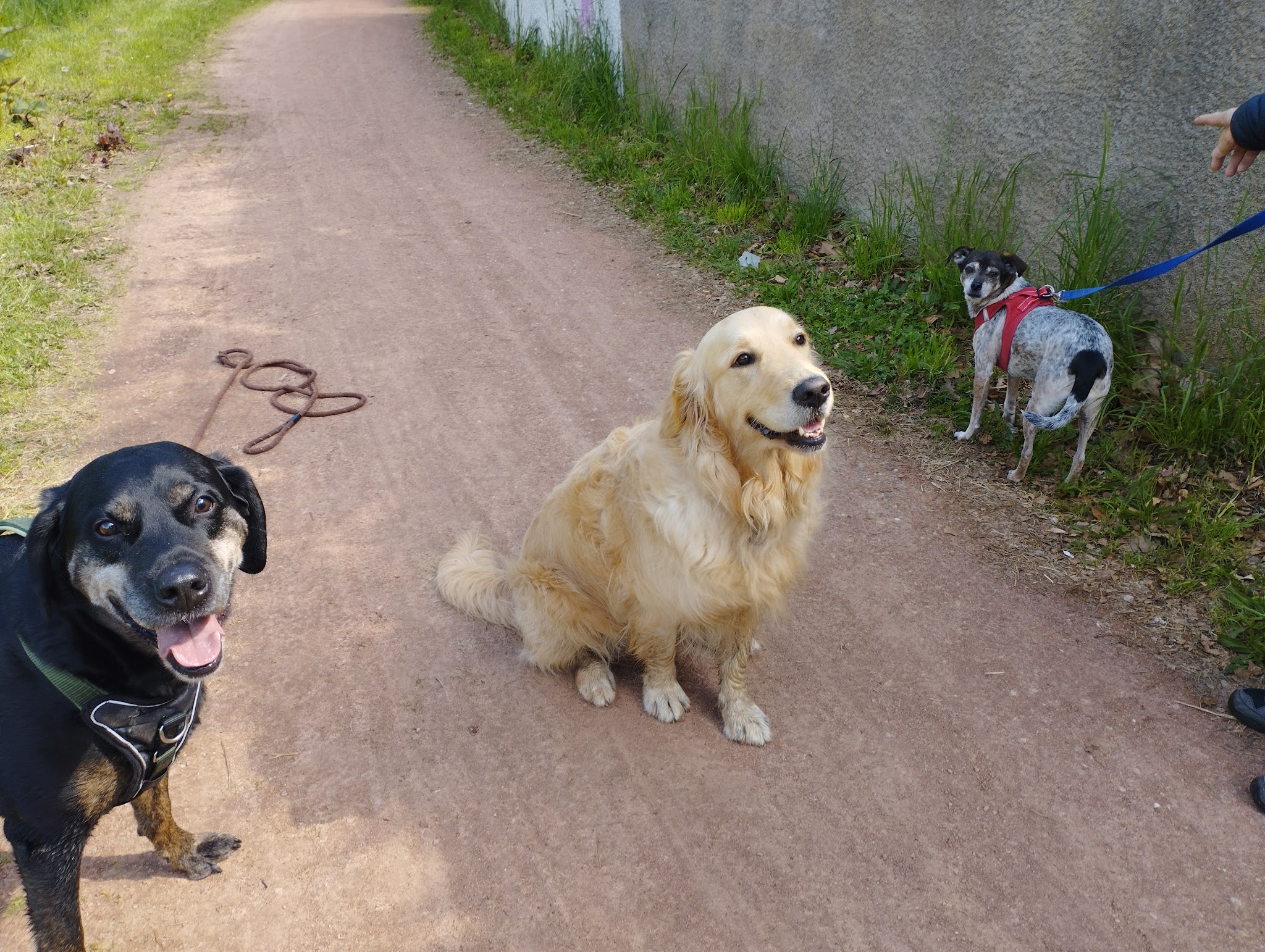 Éducateur Comportementaliste CANIN Marlène Monteagudo — photo