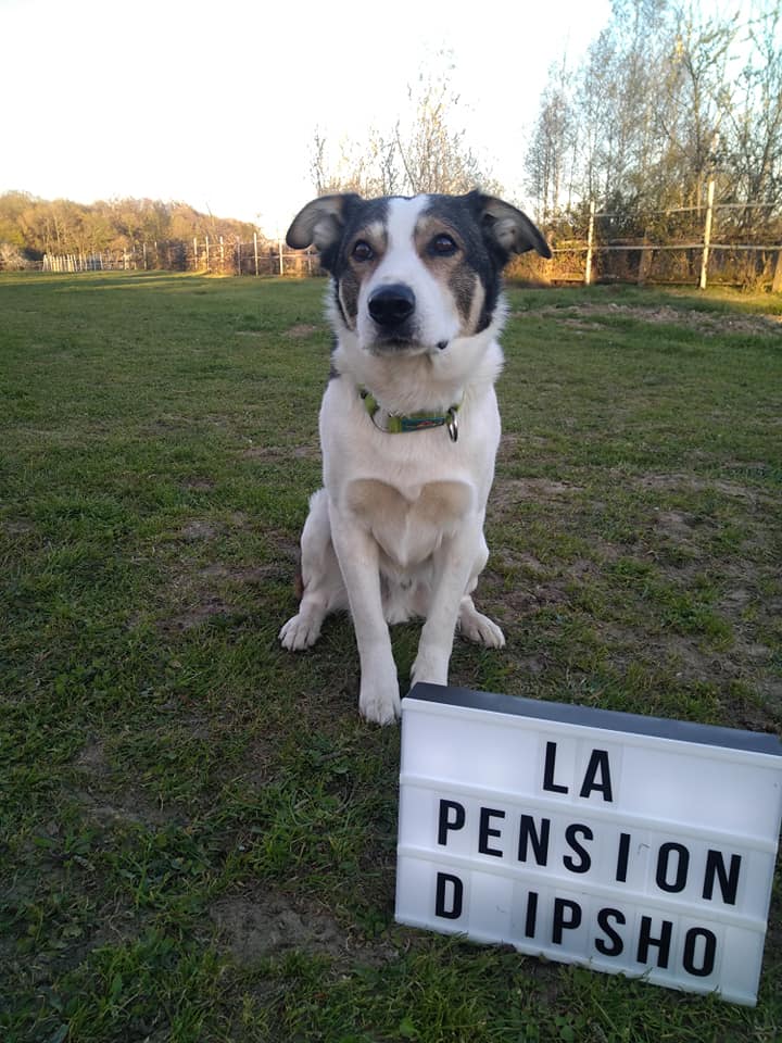 la pension d'ipsho — photo