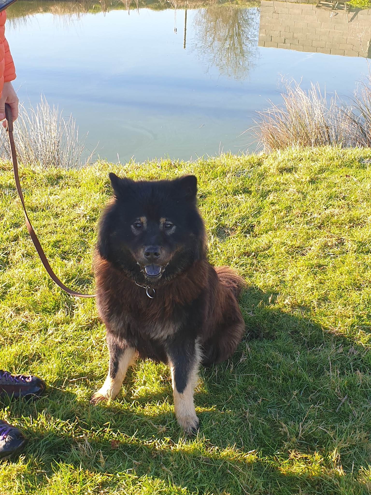 Pension Canine Dans L Orne — photo