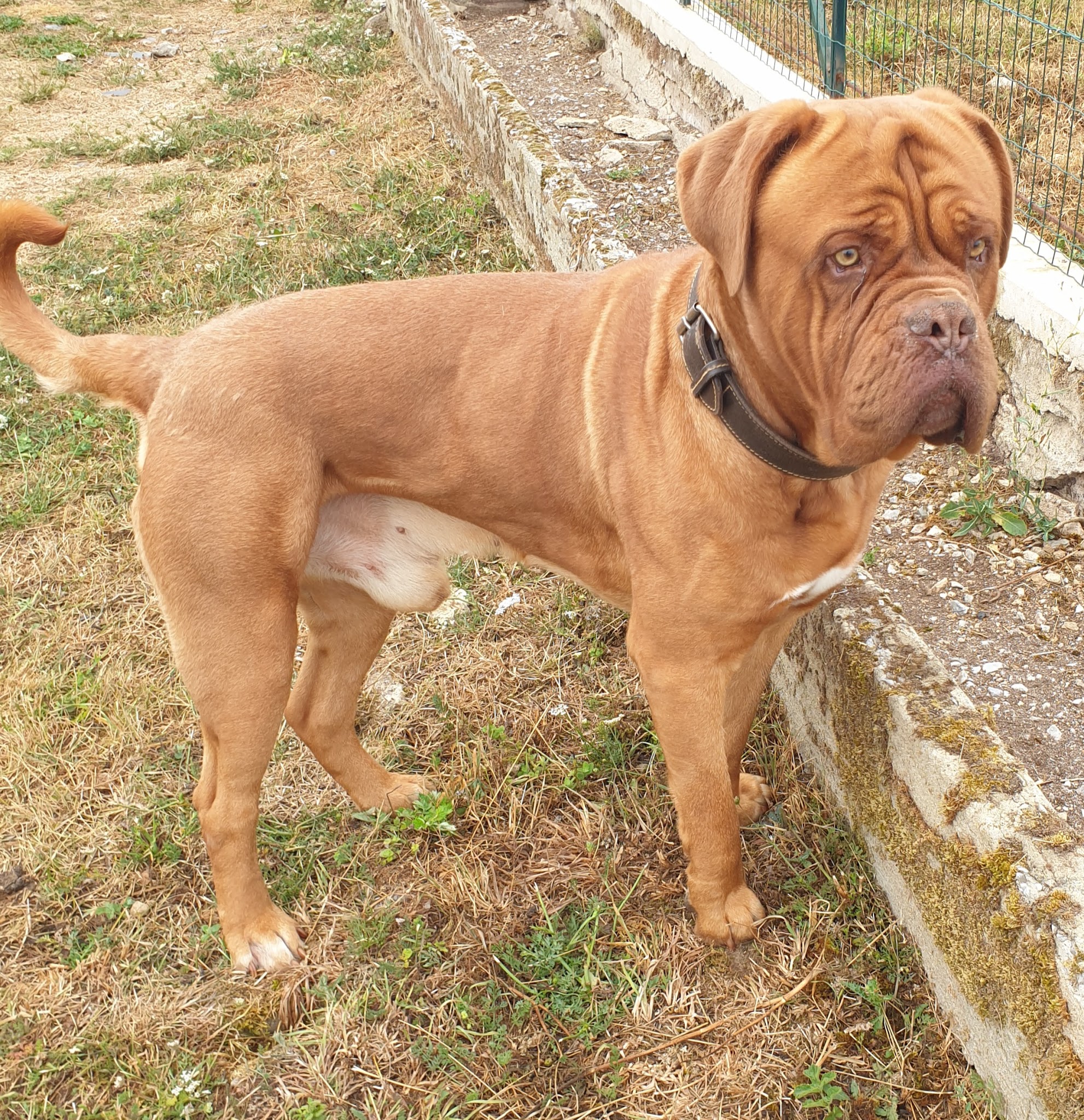 Pension Canine Dans L Orne