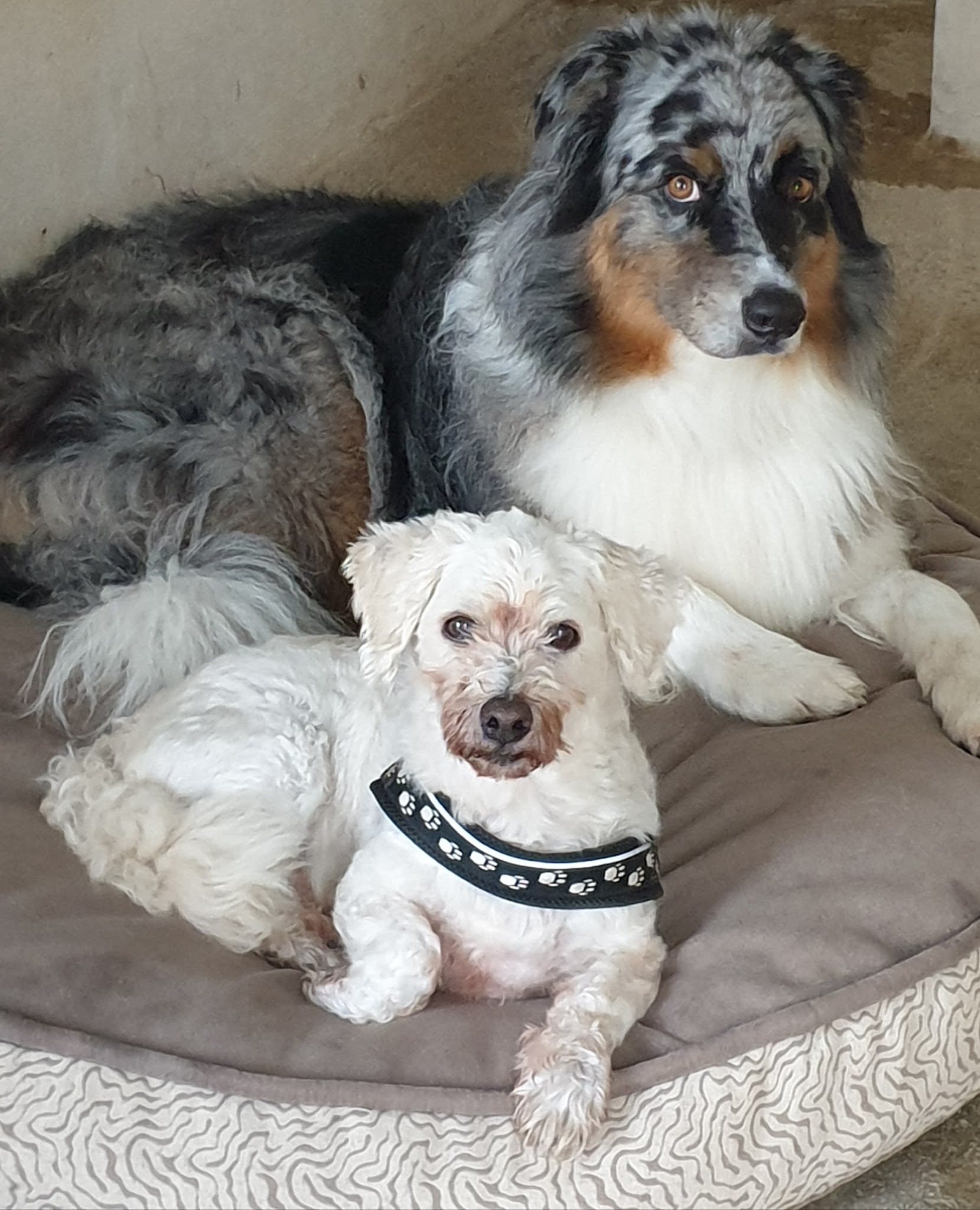 Pension Canine Dans L Orne — photo