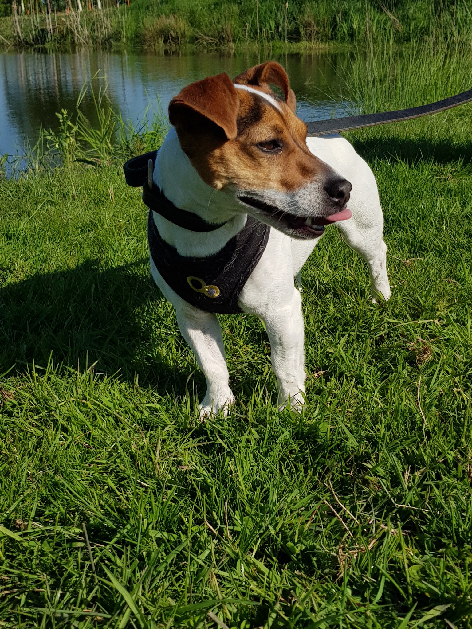 Pension Canine Dans L Orne — photo