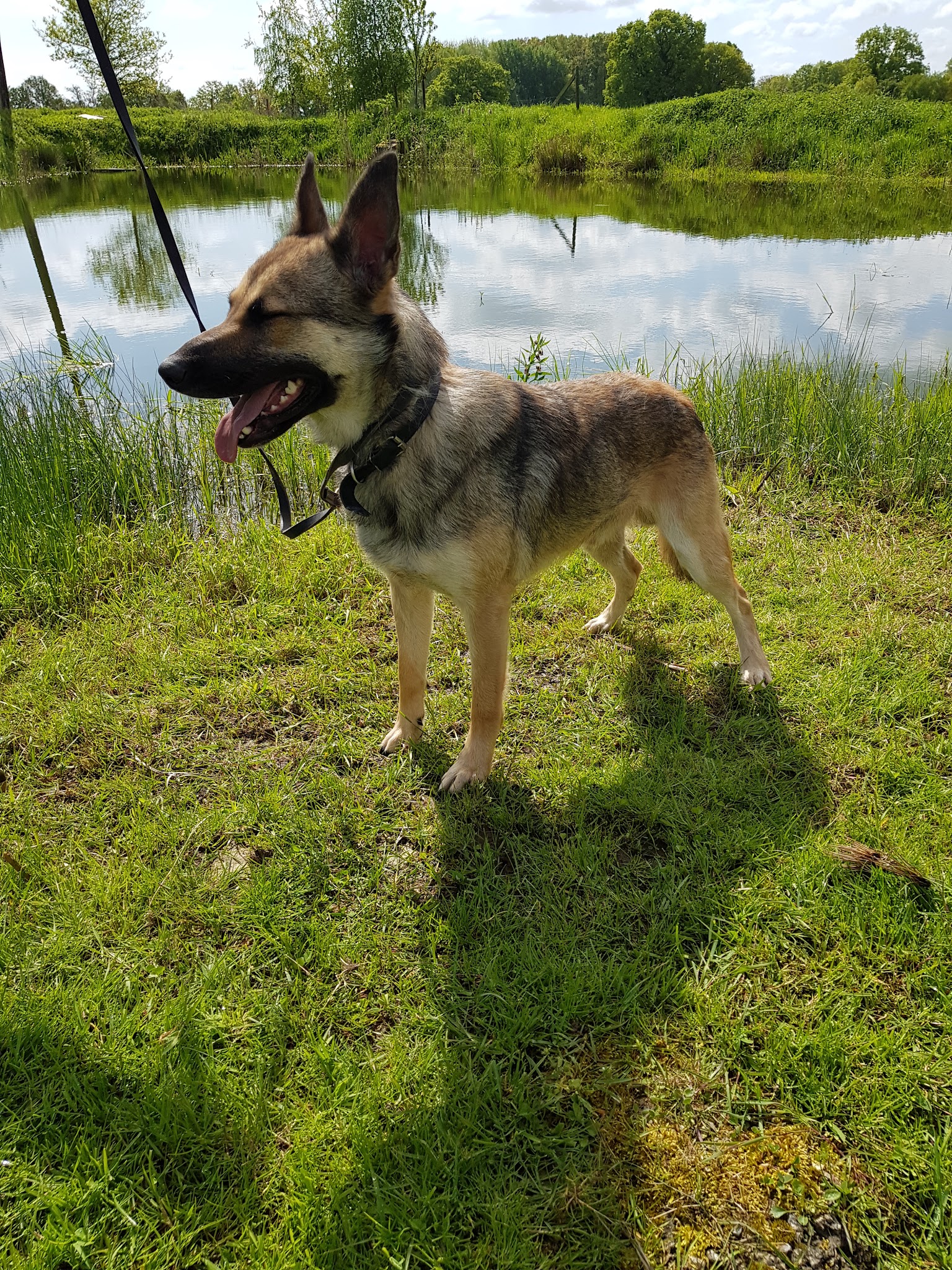Pension Canine Dans L Orne — photo