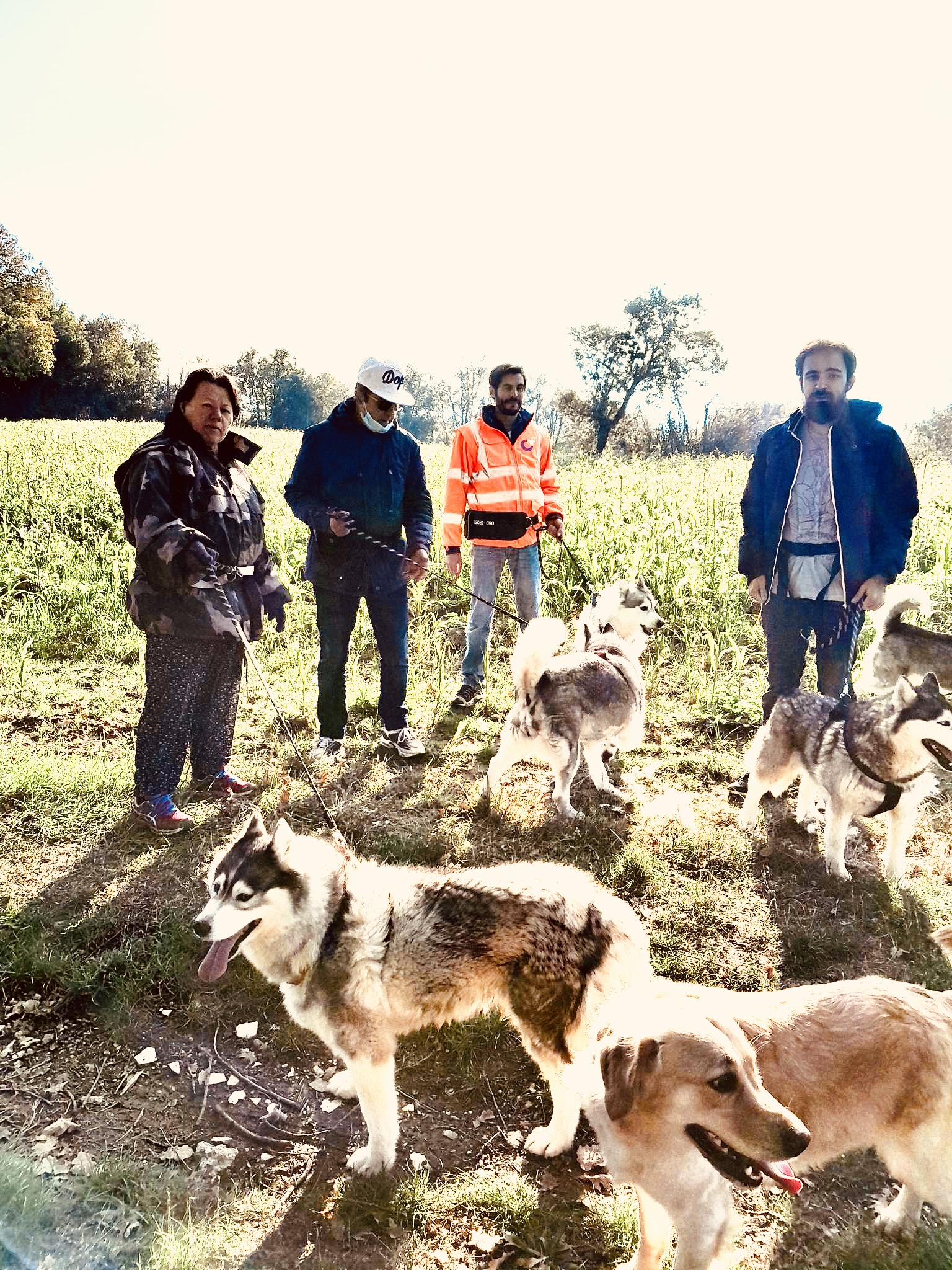 Cani-Rando dans le Lauragais — photo