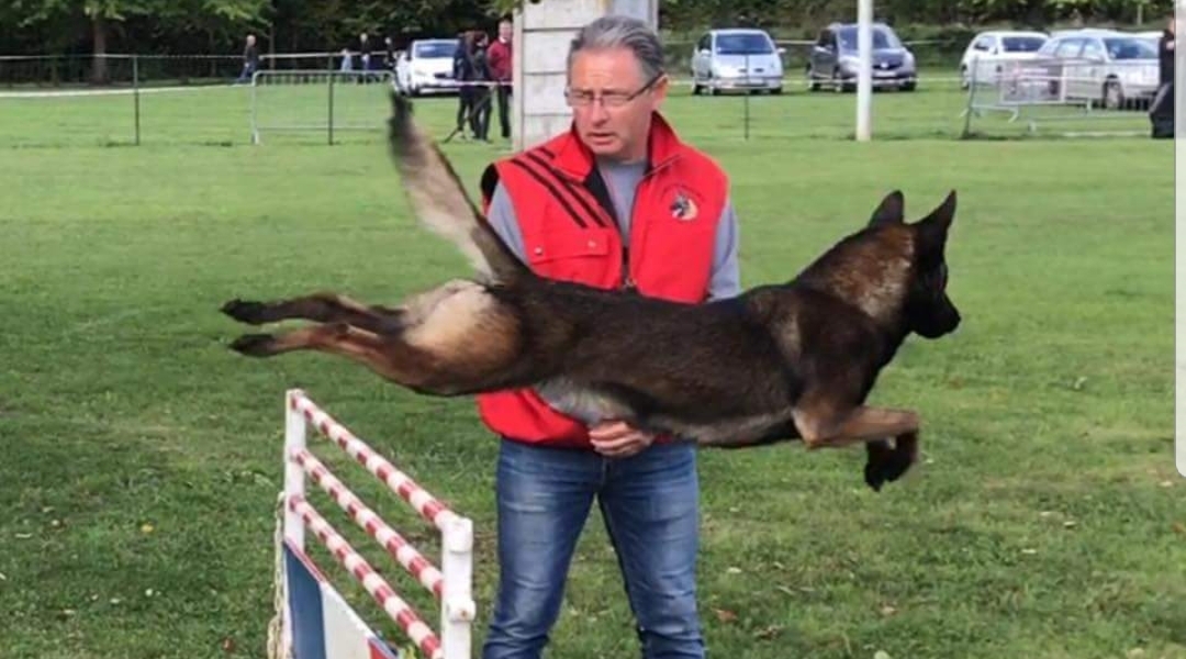 Pension Canine Familydog59 et Élevage de Bergers Belges Malinois — photo