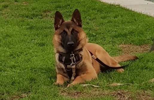 Pension Canine Familydog59 et Élevage de Bergers Belges Malinois — photo
