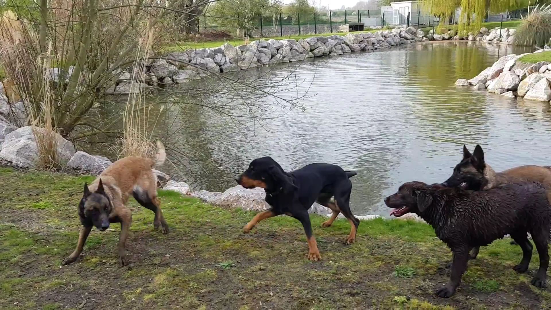 Pension Canine Familydog59 et Élevage de Bergers Belges Malinois — photo