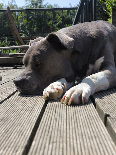 Pets Relax